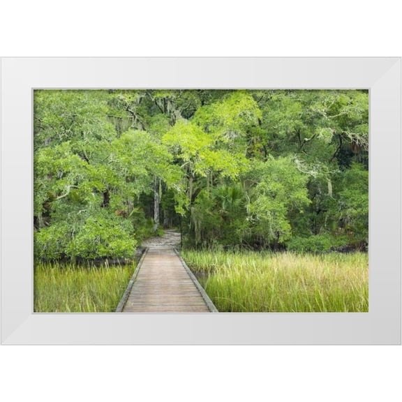 Paulson, Don 32x23 White Modern Wood Framed Museum Art Print Titled - SC, Edisto Beach SP Boardwalk over swamp
