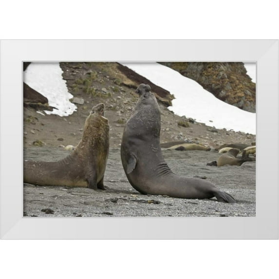 Paulson, Don 32x23 White Modern Wood Framed Museum Art Print Titled - South Georgia Island Elephant seals fighting