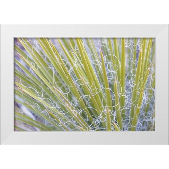 Paulson, Don 32x23 White Modern Wood Framed Museum Art Print Titled - Utah, Glen Canyon NRA Close-up of a yucca plant