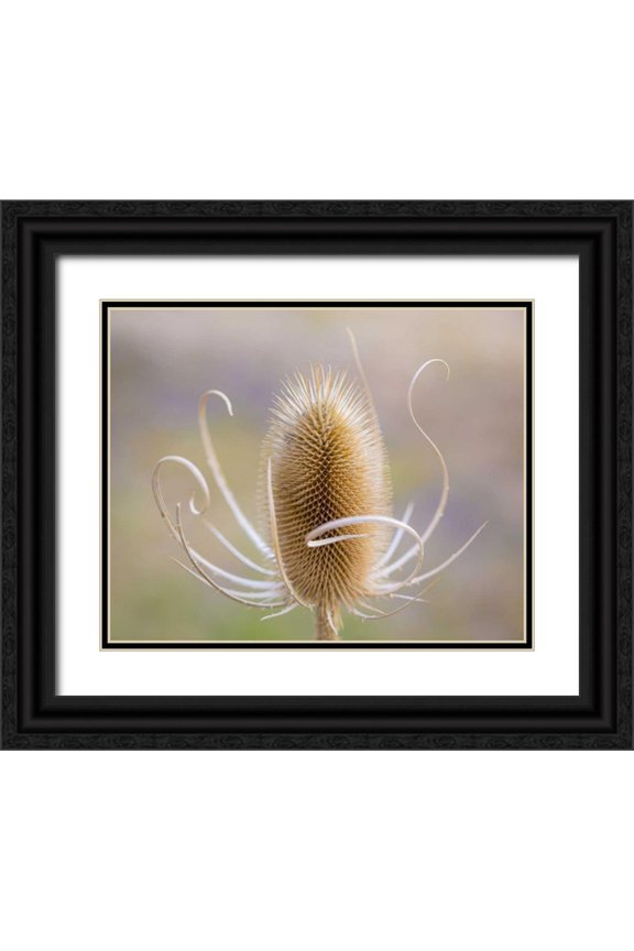 Paulson, Don 32x26 Black Ornate Wood Framed with Double Matting Museum Art Print Titled - Oregon, Malheur NWR Dried teasel plant