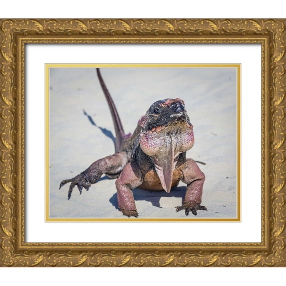 Paulson, Don 32x26 Gold Ornate Wood Framed with Double Matting Museum Art Print Titled - Bahamas, Exuma Island Iguana on beach