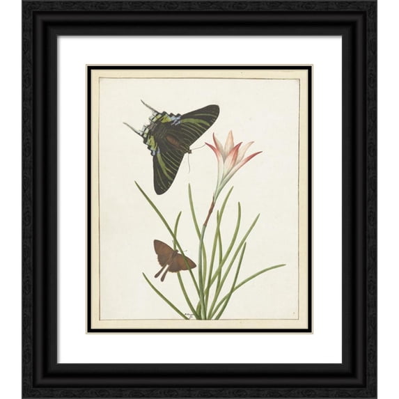 Paulus Knogh 12x14 Black Ornate Wood Framed Double Matted Museum Art Print Titled: Two Butterflies by a Lily (1747 - 1802)