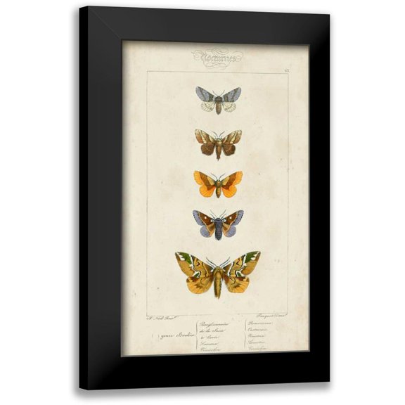 Pauquet 10x14 Black Modern Framed Museum Art Print Titled - Pauquet Butterflies IV