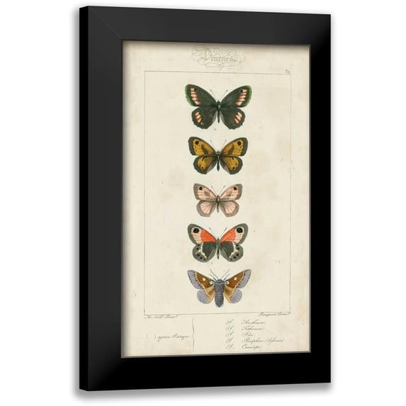 Pauquet 10x14 Black Modern Framed Museum Art Print Titled - Pauquet Butterflies VI