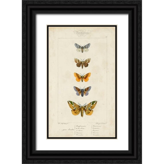 Pauquet 16x24 Black Ornate Wood Framed with Double Matting Museum Art Print Titled - Pauquet Butterflies IV