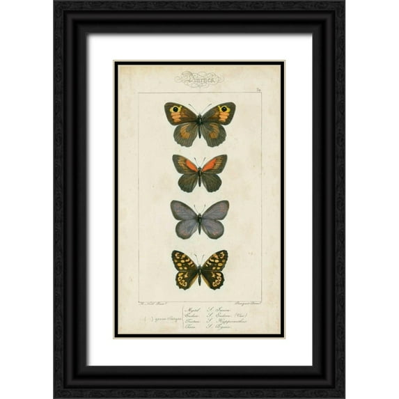 Pauquet 21x32 Black Ornate Wood Framed with Double Matting Museum Art Print Titled - Pauquet Butterflies V