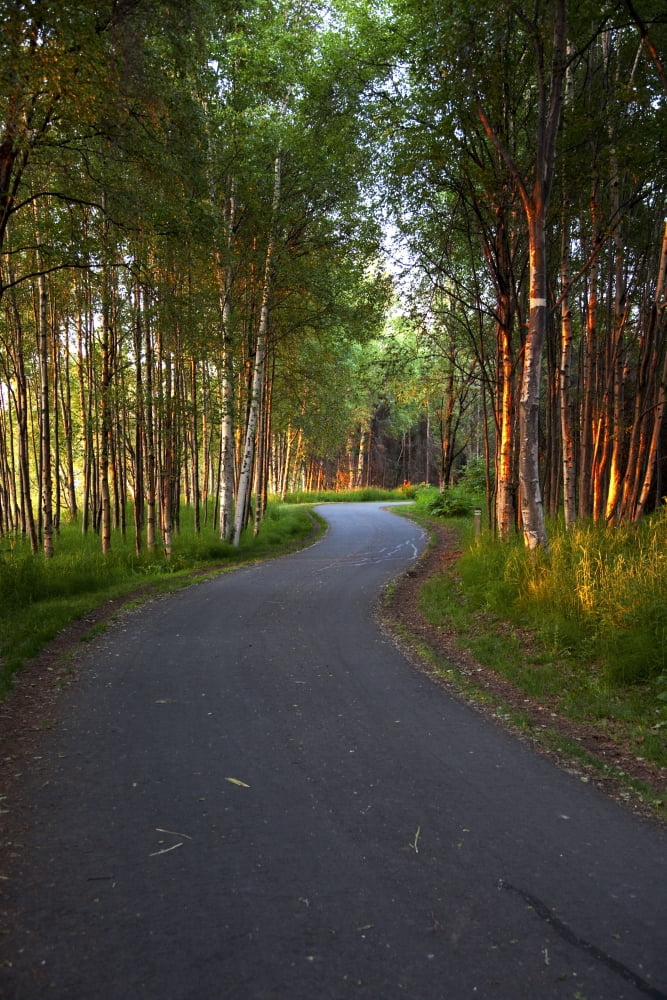 Paved Path Winding Through The Forest Tony Knowles Coastal Trail Anchorage Alaska Hdr Image Canvas Art - Michael Criss Design Pics (22 x 34)