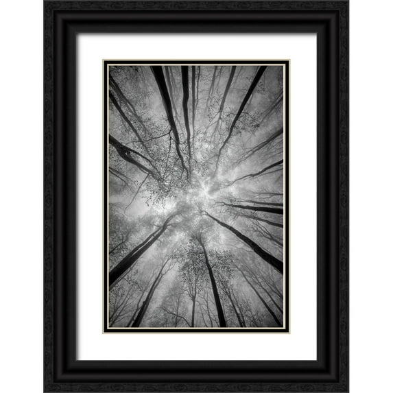 Pavlasek, Tom 13x18 Black Ornate Wood Framed with Double Matting Museum Art Print Titled - Treetops