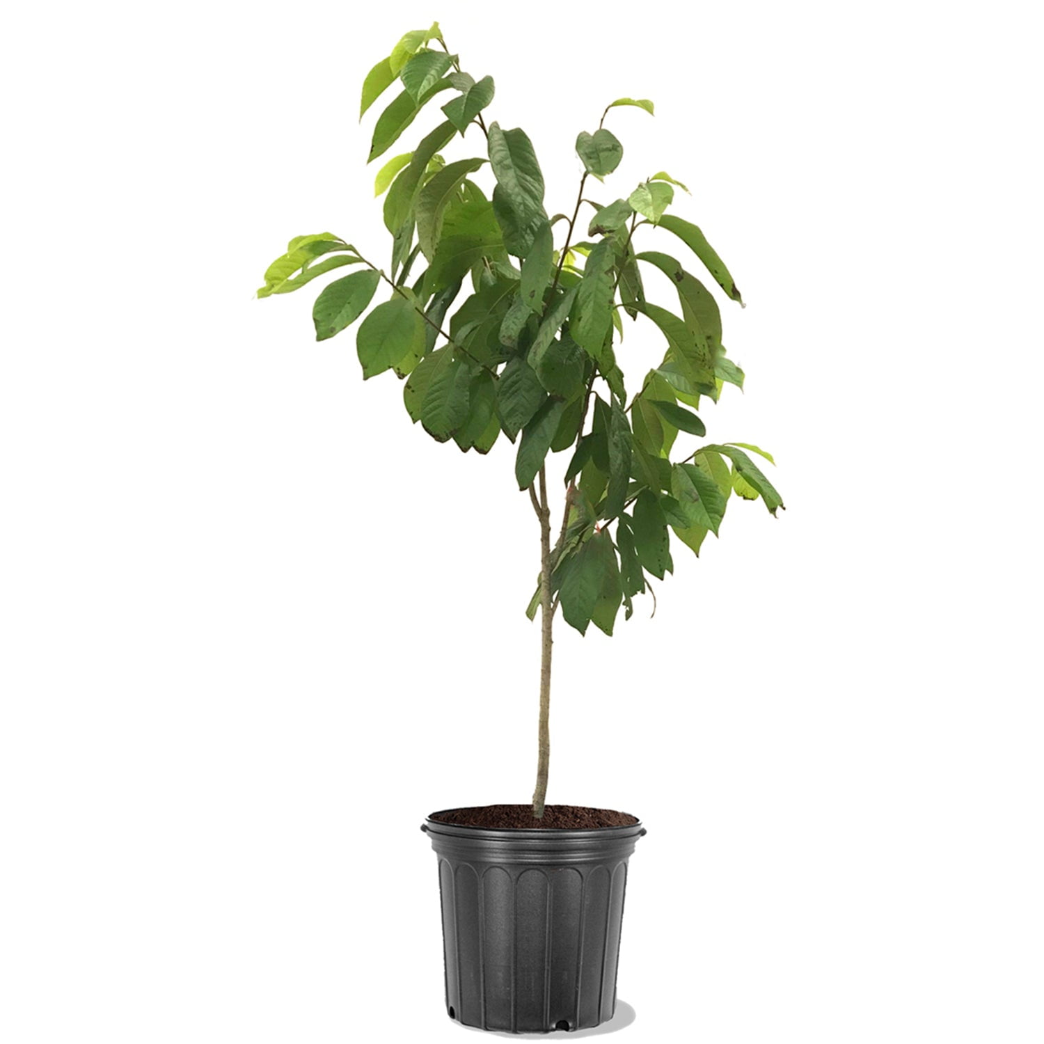 Expert Gardener 2-3 ft tall Paw Paw Live Tree in 5-Gallon Grower Pot