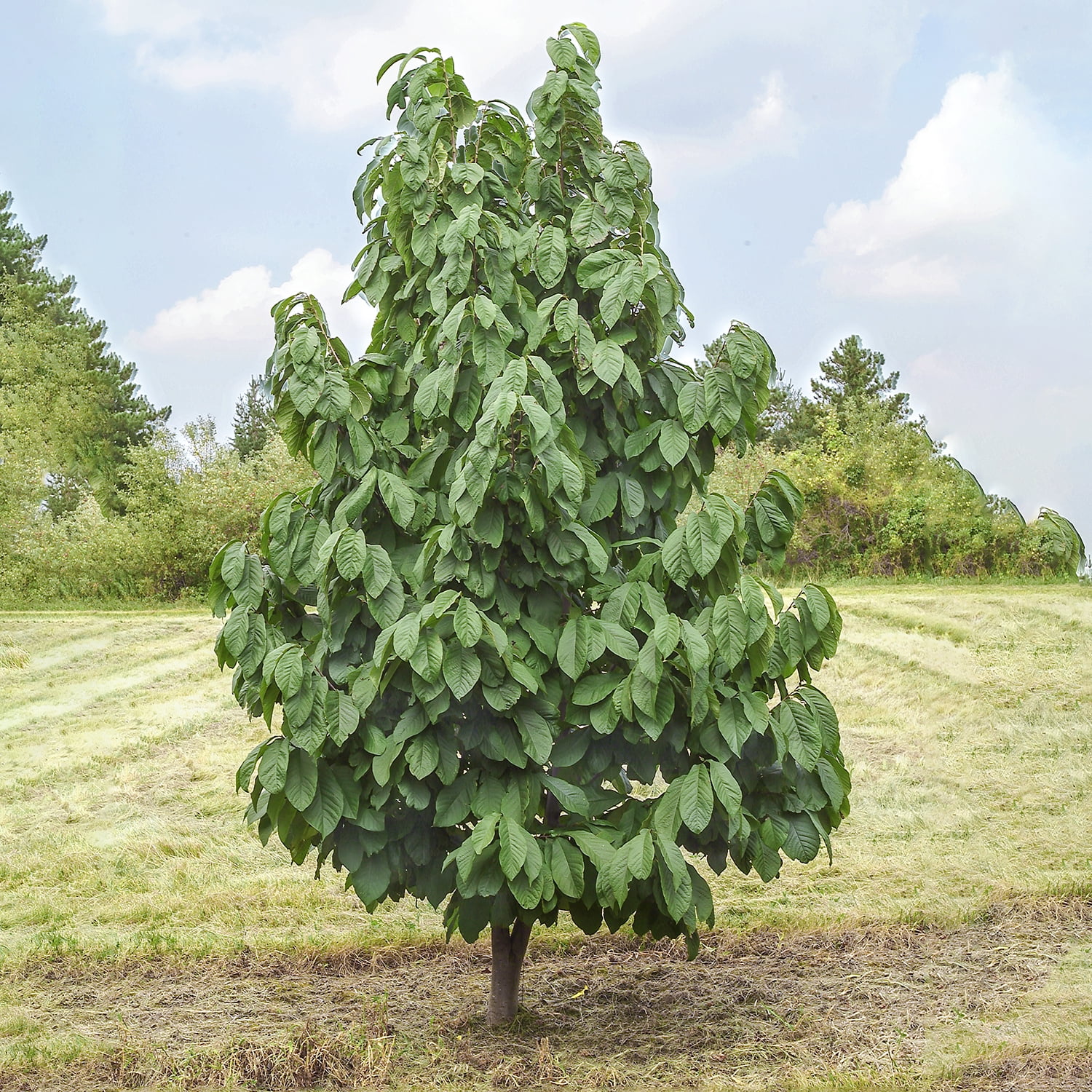 Paw Paw Fruit Tree Dormant Bare Root Starter Tree, 1Pack