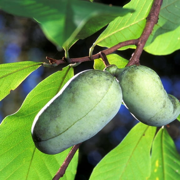Paw Paw Indian Banana Tree, Indian Banana Live Plant 6-12 Inch in Quart Pot, Outdoor Planting