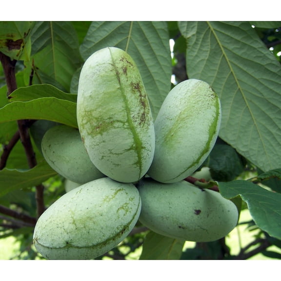 Paw Paw Trees - 2 Plants - Banana fruit - Asimina triloba - PawPaw - 3.25" Pot