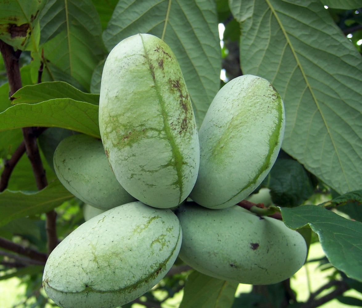 Paw Paw Trees 2 Plants - Banana fruit - Asimina triloba - PawPaw - Gallon Pots