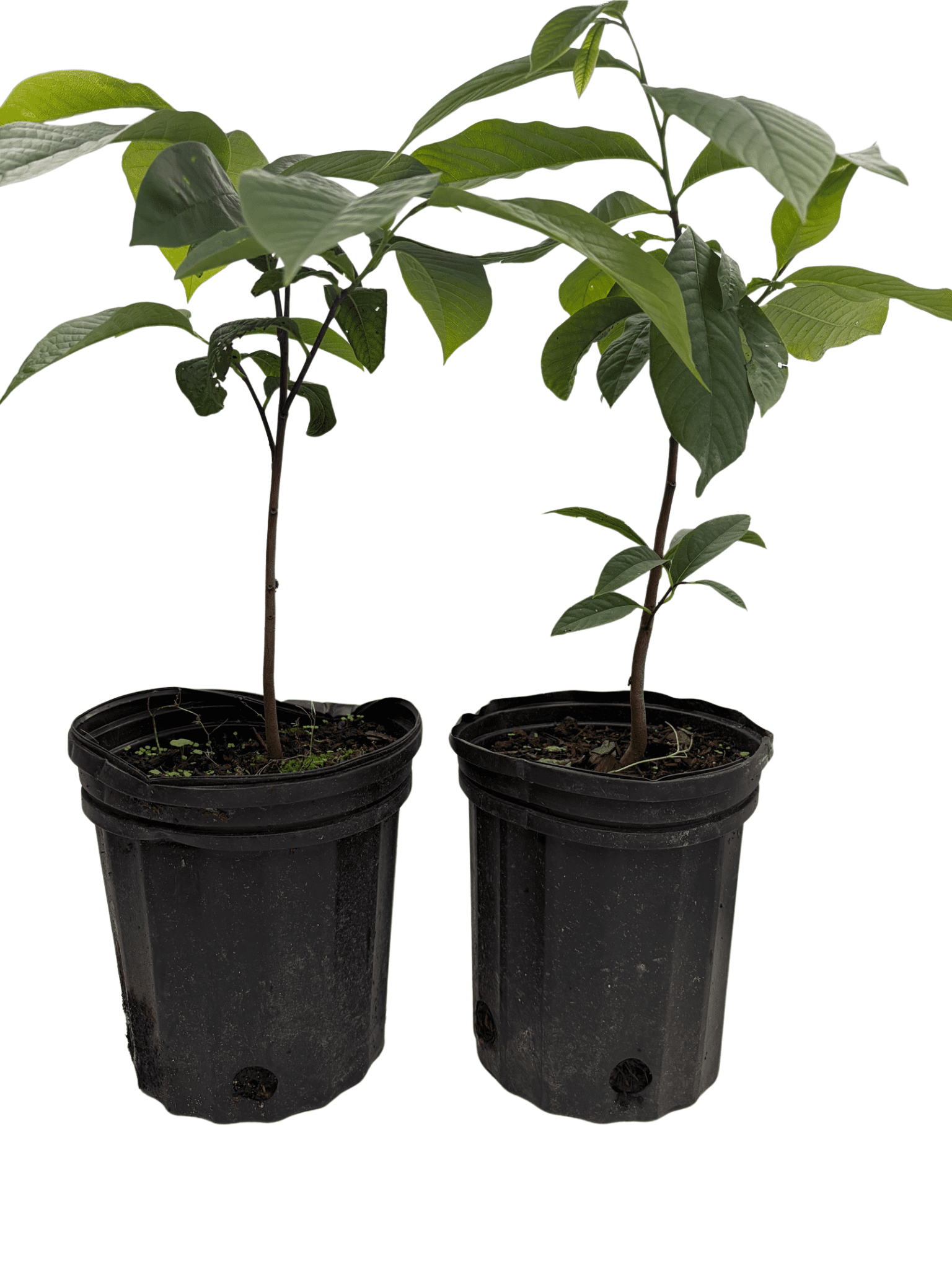 Paw Paw Trees 2 Plants - Banana fruit - Asimina triloba - PawPaw ...