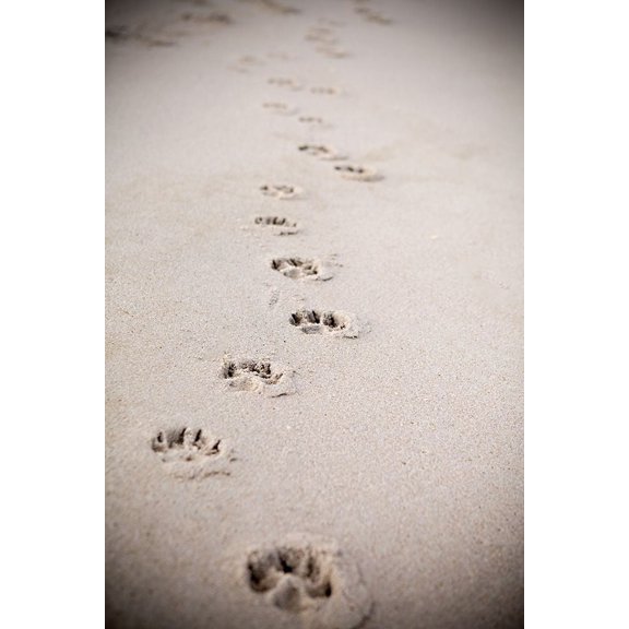 Paw Prints In Sand Poster Print by Karyn Millet (18 x 12)