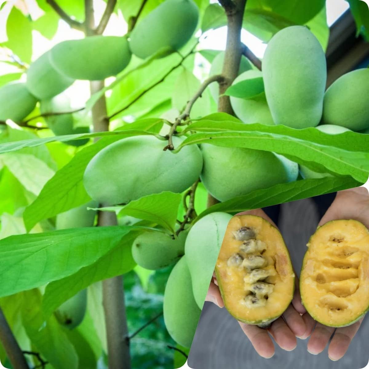 Paw paw Tree Seeds for Planting 10 Seeds Edible Fruit Tree, Made in USA. Ships from Iowa
