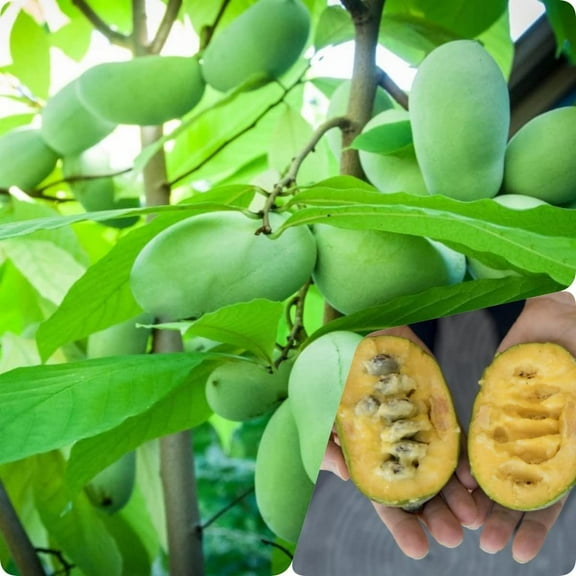 Paw paw Tree Seeds for Planting | 10 Seeds | Edible Fruit Tree, Made in USA. Ships from Iowa. Fun and Easy to Grow Your Own Food, Exotic Pawpaw Tree Seeds