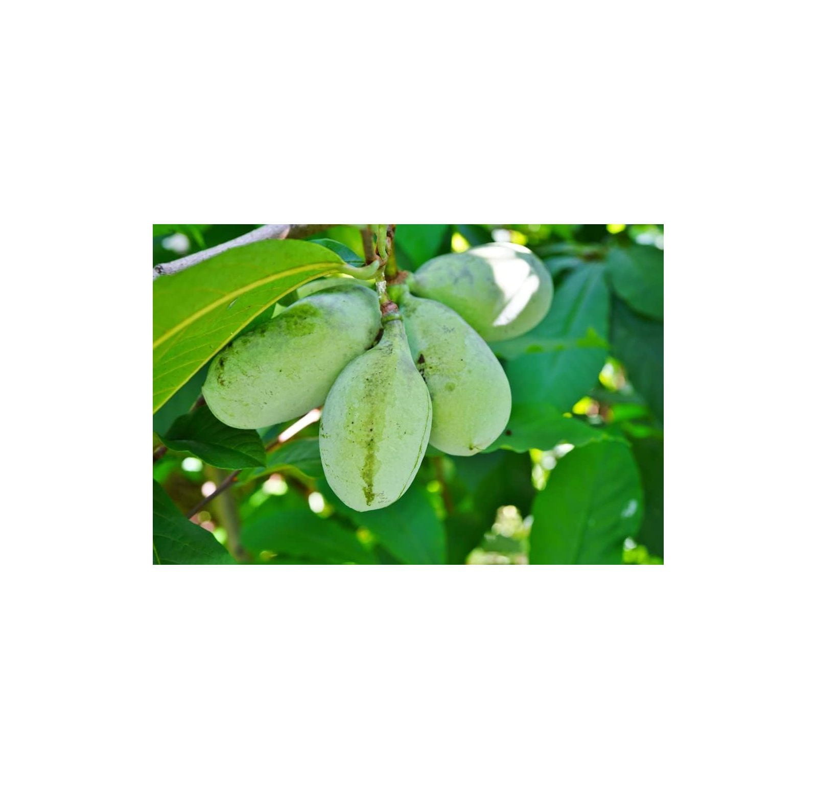 Paw paw Tree Seeds for Planting 6 Seeds Edible Fruit Tree, Made in USA. Ships from Iowa. Fun