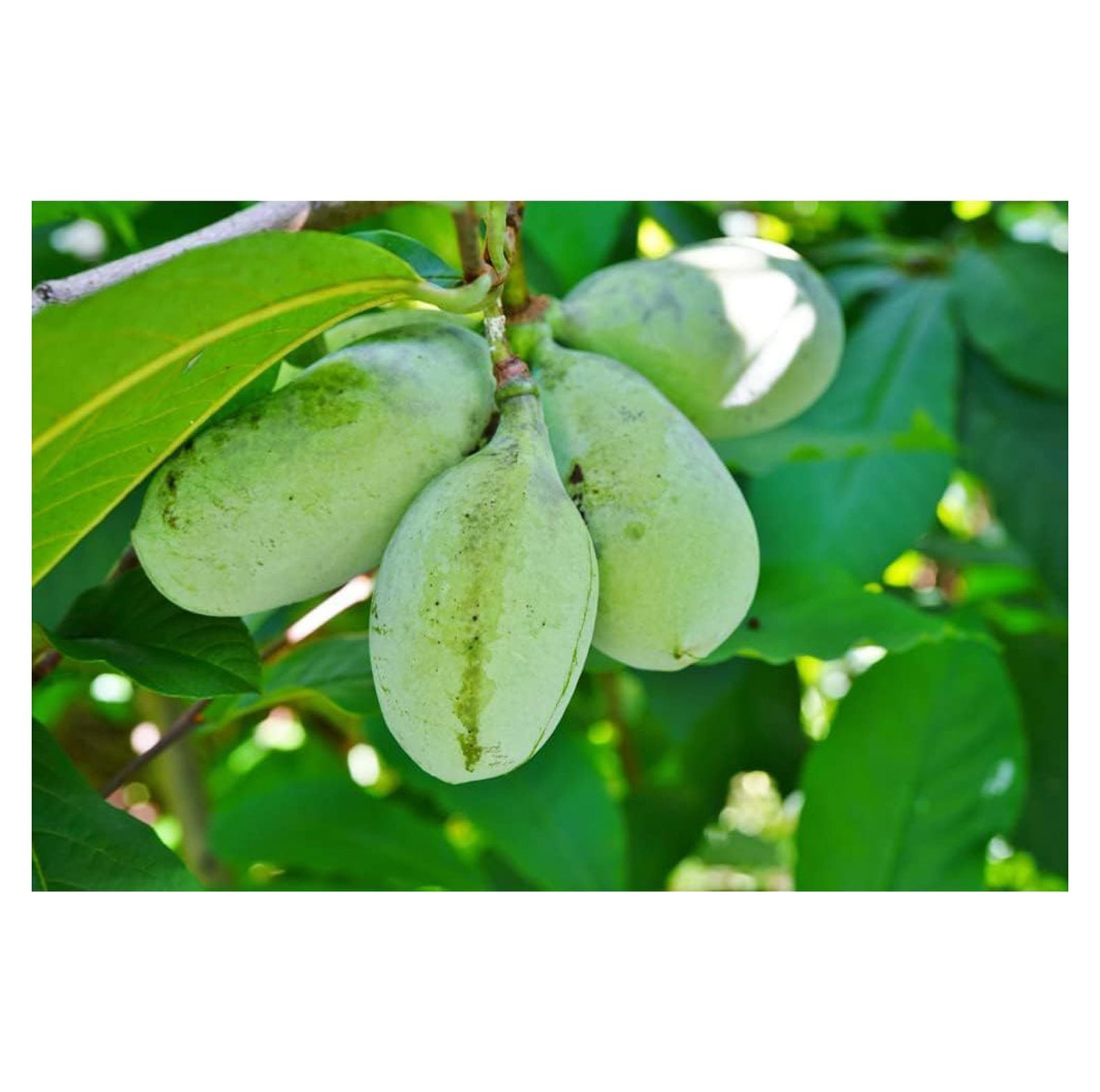 6. Seeds And Feeds For The Valley's Bounty
