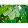 Paw paw Tree Seeds for Planting 6 Seeds Edible Fruit Tree, Made in