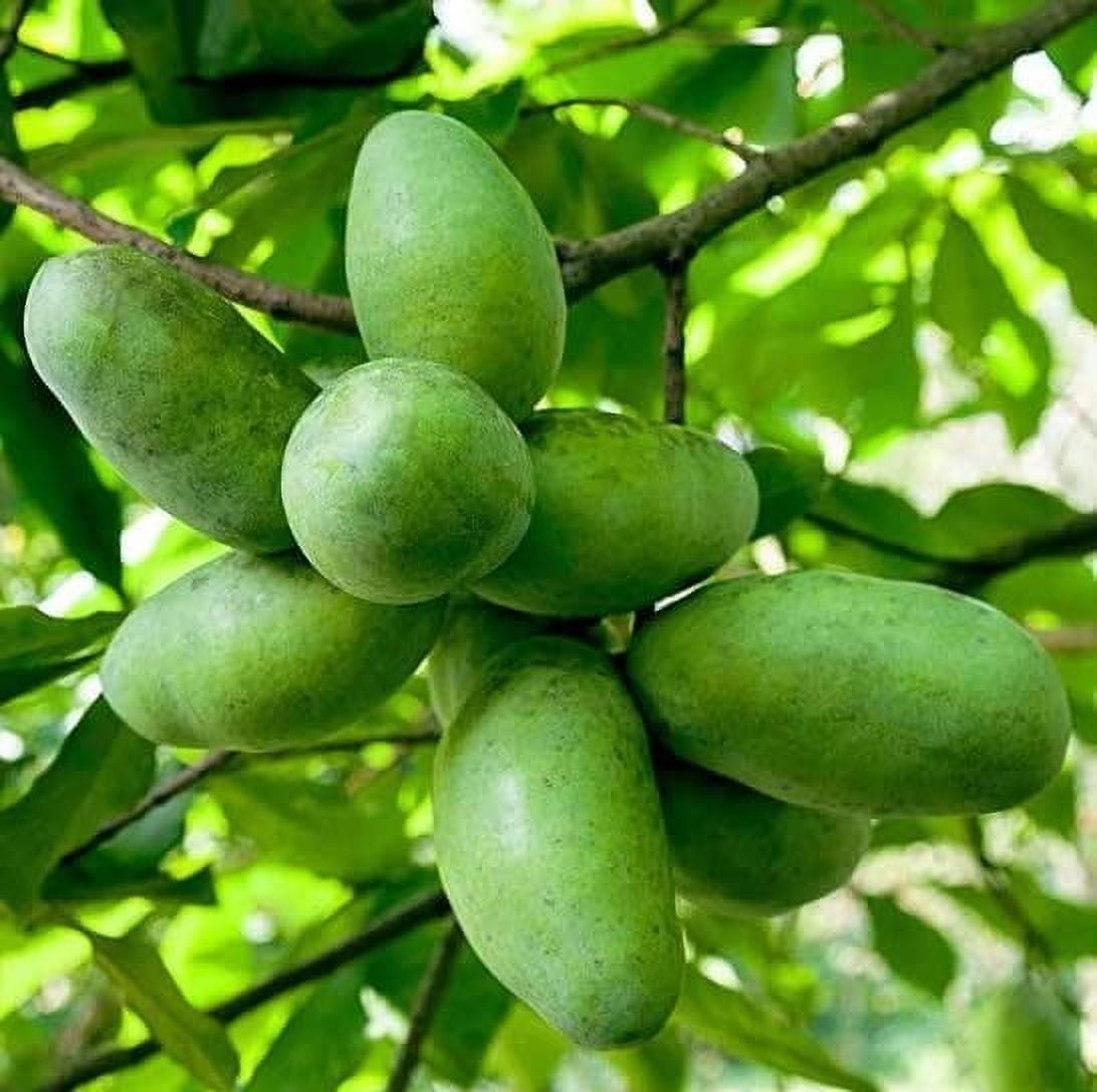 Pawpaw Fruit Tree Seedlings for Planting - American Banana, Paw Paw (3 ...