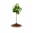 thumbnail image 1 of Pawpaw Fruit Tree Seedlings for Planting - American Banana, Paw Paw (3 Paw Paw Seedlings), 1 of 5