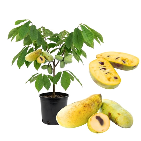 Pawpaw Tree Live Plant, Live Paw Paw Tree, Cold Hardy Fruit Tree for Home Orchard, Full Rooted from 8 to 12 Inches Tall