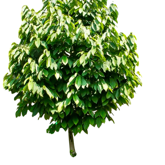 Pawpaw Tree Tropical-Flavored Cold-Hardy Fruit Tree | 1 Gallon Potted Single Plant