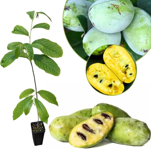 Pawpaw Tree  Tropical-Flavored Cold-Hardy Fruit Tree | 1 Gallon Potted Single Plant