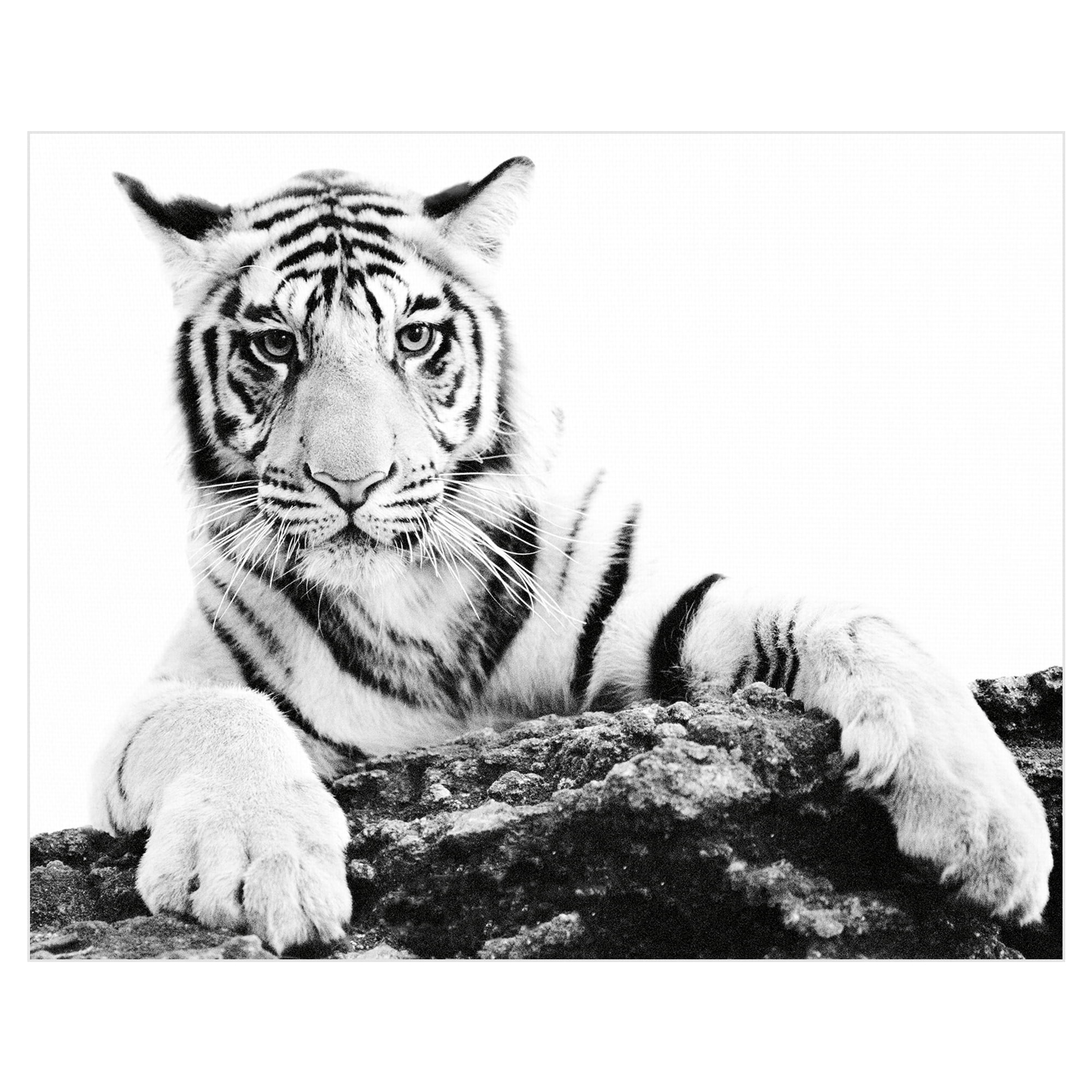 Paws Ahead by Staffan Widstrand Canvas Art Print