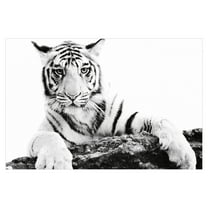 Paws Ahead by Staffan Widstrand Canvas Art Print