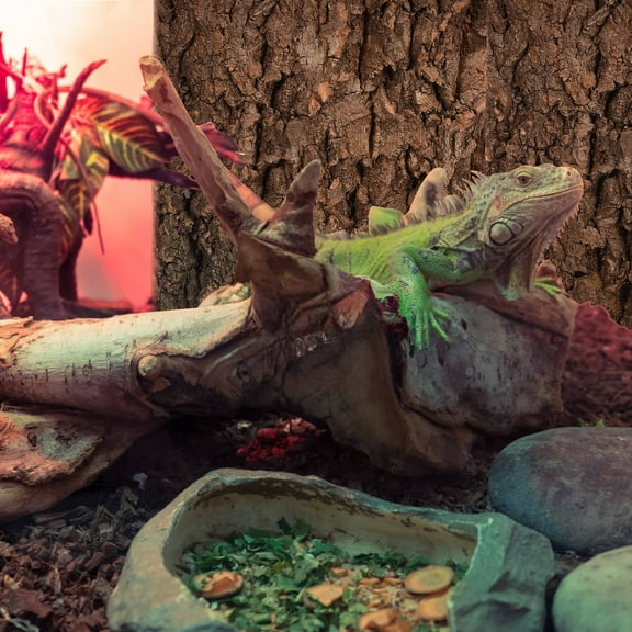 Pawsdot Fish Tank Landscaping Cork Bark Aquarium Decor Multi 2Pcs