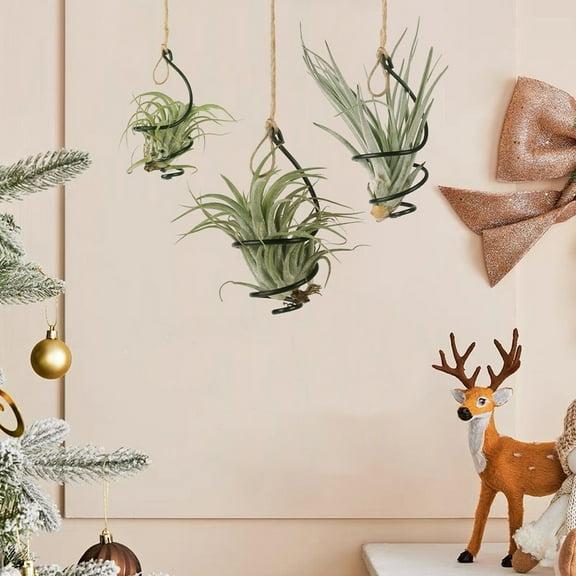 Pawsdot Black Metal Air Plant Display Rack for Home Decor Easy to Use