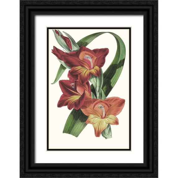 Paxton 11x14 Black Ornate Wood Framed with Double Matting Museum Art Print Titled - Paxton Tropicals II