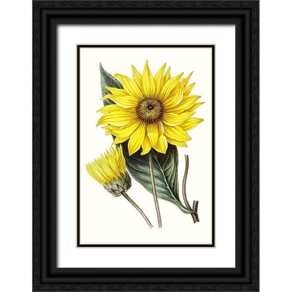 Paxton 23x32 Black Ornate Wood Framed with Double Matting Museum Art Print Titled - Paxton Florals II