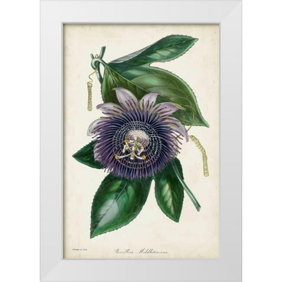 Paxton 23x32 White Modern Wood Framed Museum Art Print Titled - Plum Passion Flower
