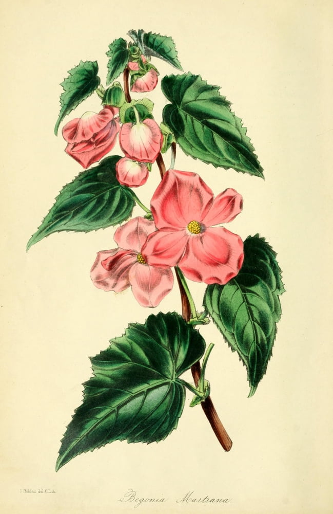 Paxtons Magazine of Botany 1841 Begonia Canvas Art - Unknown (24 x 36)