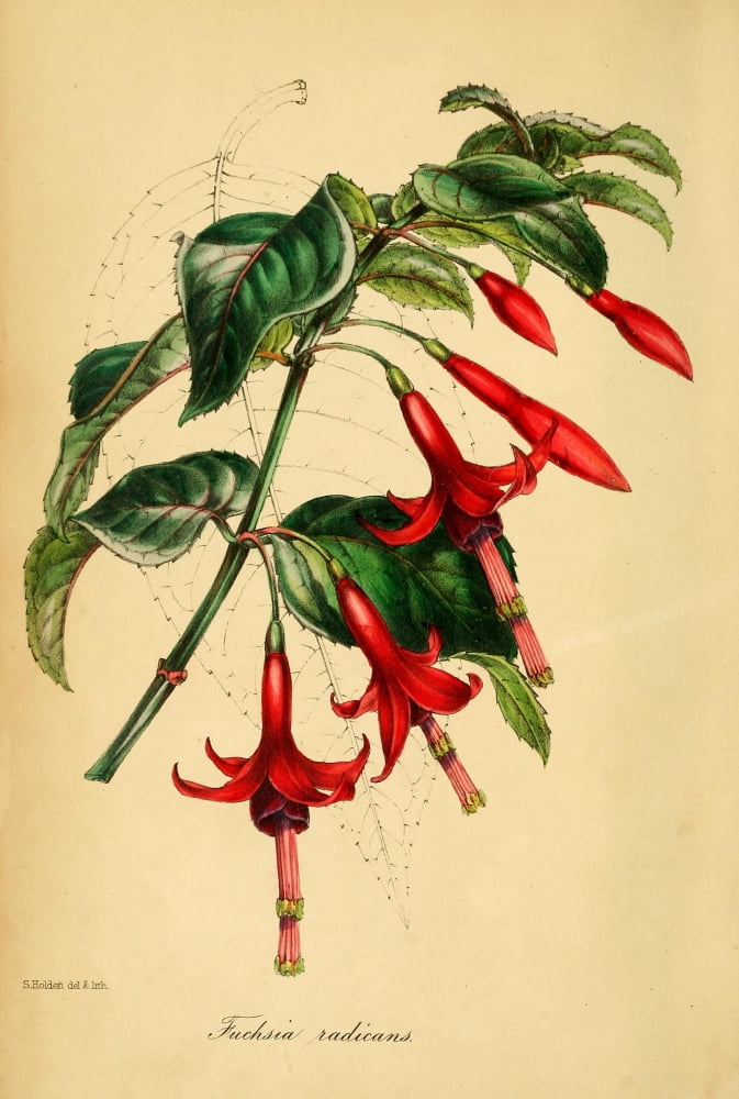 Paxtons Magazine of Botany 1841 Fuchsia Canvas Art - Unknown (18 x 24)