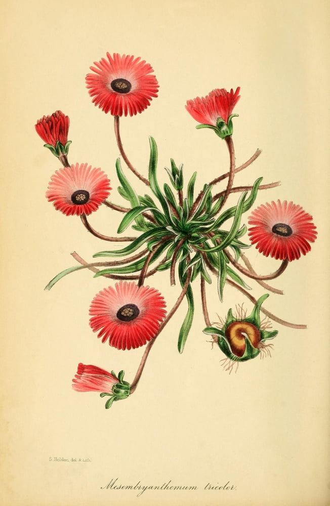 Paxtons Magazine of Botany 1841 Mesembryanthemum Canvas Art - Unknown (24 x 36)