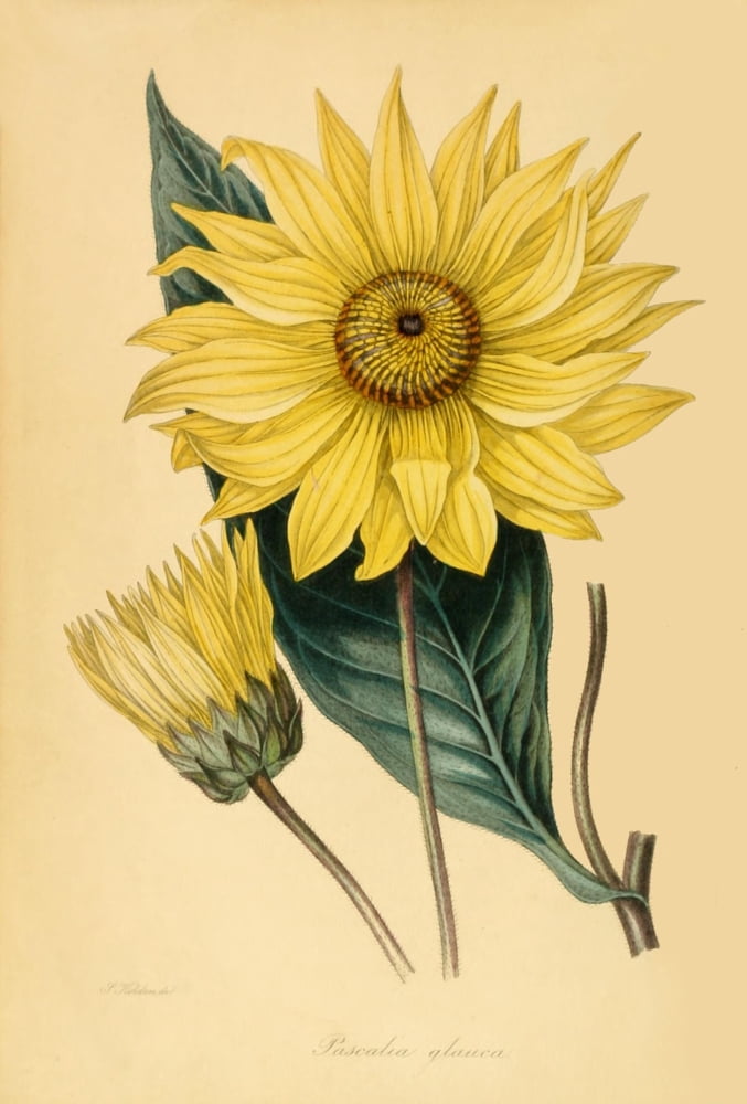 Paxtons Magazine of Botany 1841 Pascalia Canvas Art - Unknown (18 x 24)