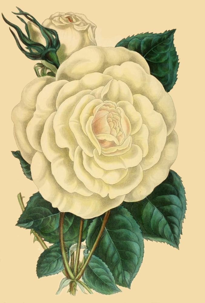 Paxtons Magazine of Botany 1841 Rose Devoniensis Canvas Art - Unknown (18 x 24)