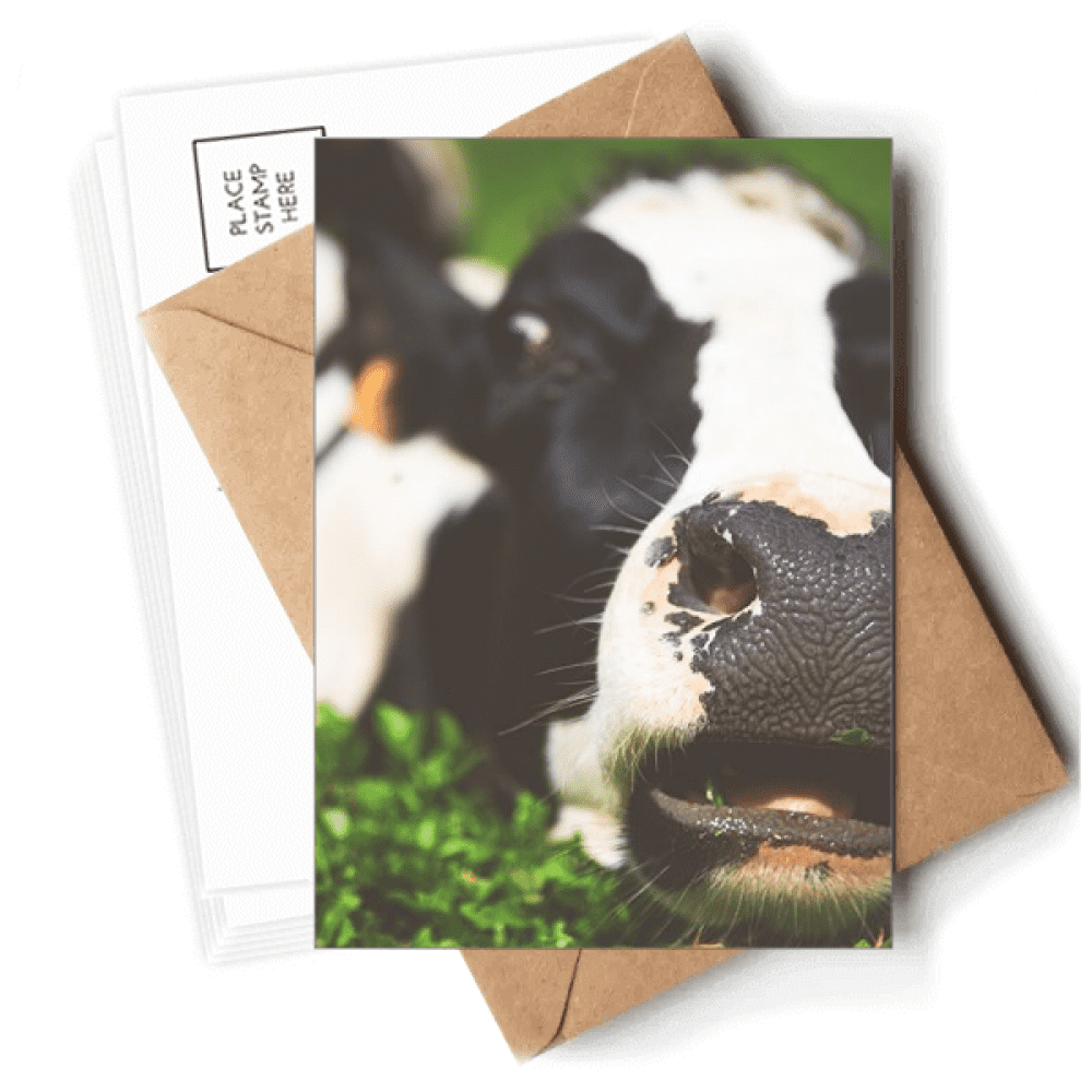 Pcture m Animal Cow Postcards Envelopes Blank Note Cards Mailing ...