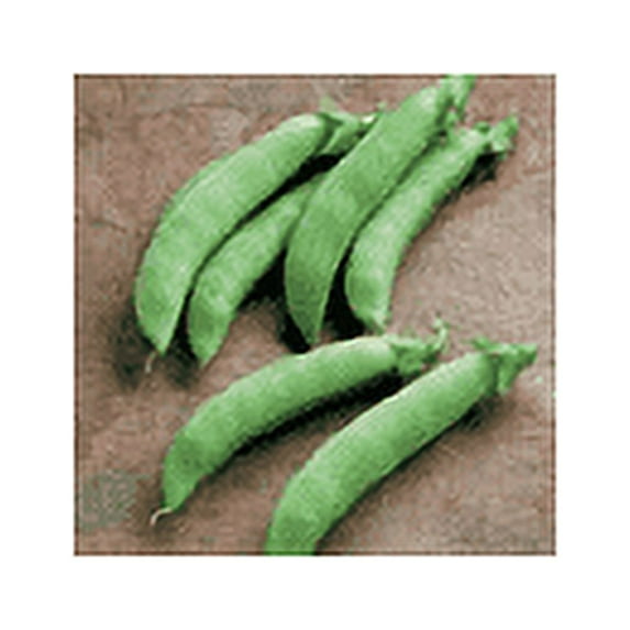 Pea Early Frosty Great Heirloom Vegetable By Seed Kingdom BULK 1,200 Seeds