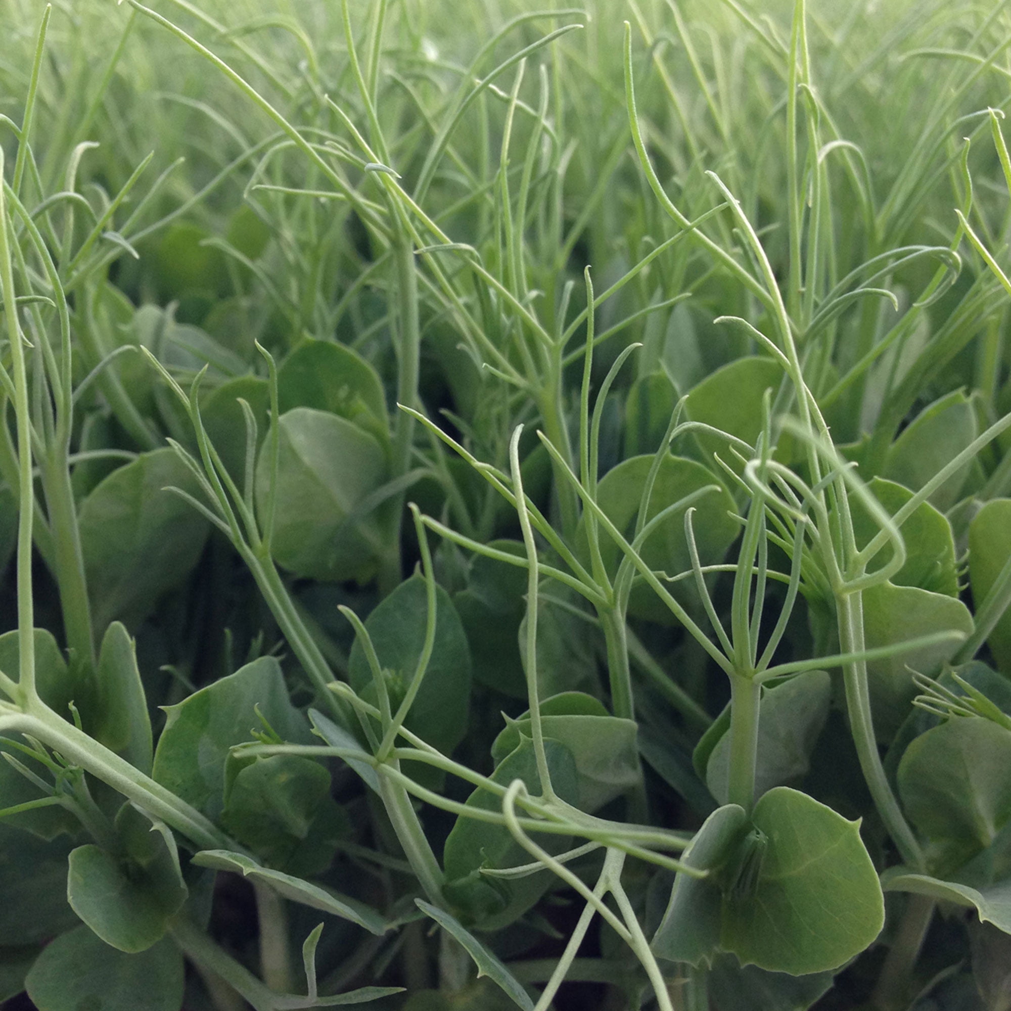 Pea Seeds, Afila 595 - 25 Lb Bulk ~50000 Seeds - Non-GMO, Heirloom - Vegetable Garden & Microgreens
