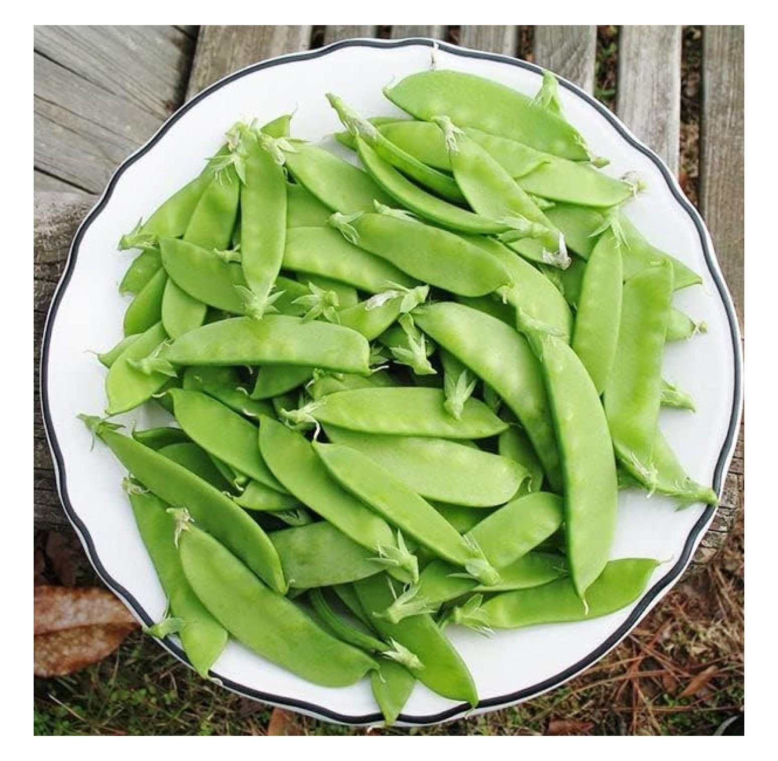 Pea Seeds Mammoth Melting 1 Pound Vegetable Seeds, Heirloom Seed