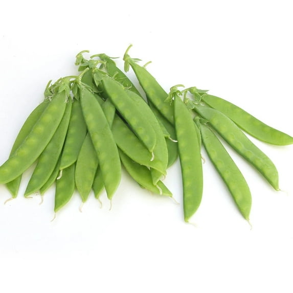 Pea Seeds - Norli Organic Variety Pea Seeds - Non-GMO - 50 Seeds