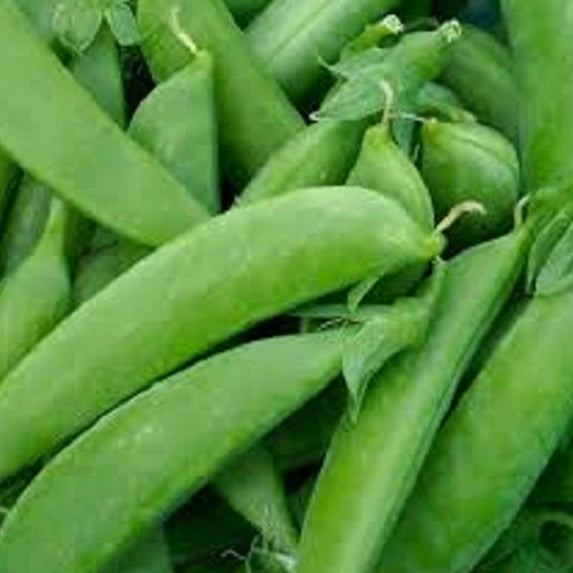 Pea Seeds - Sugar Snap - Taichung 13-1 Oz ~110 Seeds - Non-GMO, Heirloom - Asian Garden Vegetable