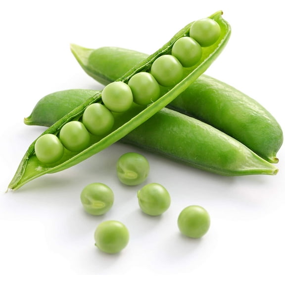CZ Grain 50 Oregon Sugar Pod Pea Seeds, Sprouting Microgreens