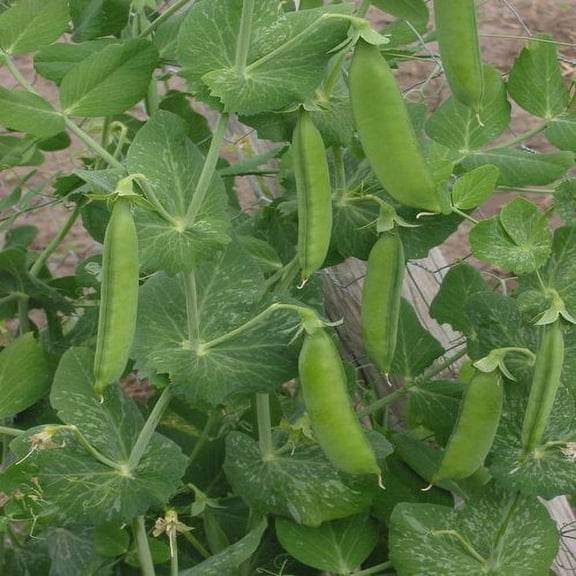 Pea Thomas Laxton Great Heirloom Vegetable By Seed Kingdom BULK 1/4 Lb Seeds