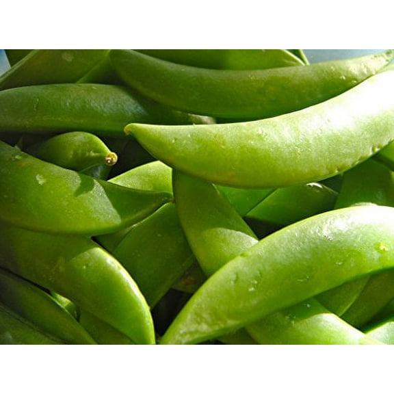 Pea Wando Great Heirloom Vegetable By Seed Kingdom BULK 1,200 Seeds